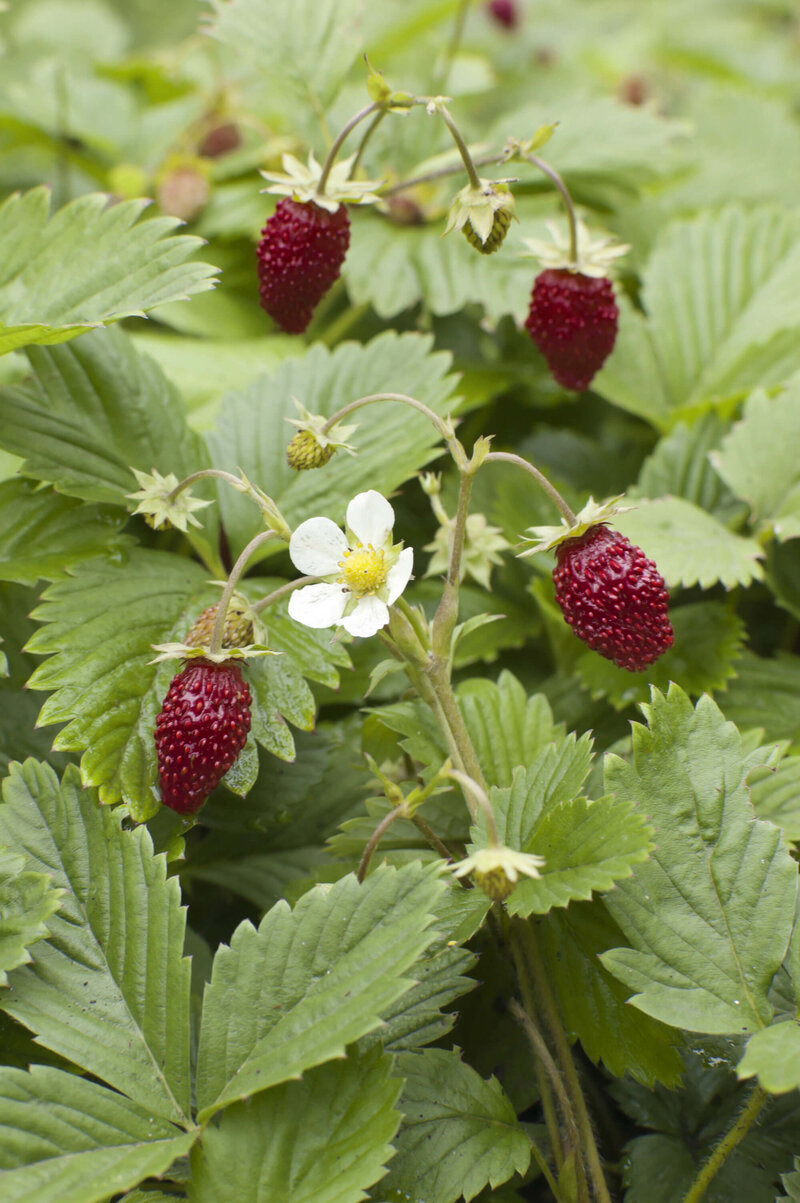 Fragaria moschata Schöne Wienerin