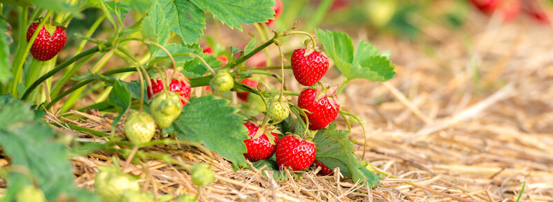 Fragaria x ananassa 'Senga-Sengana'