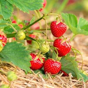 Fragaria x ananassa 'Senga-Sengana'