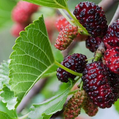 Morus alba Sizilia