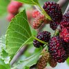 Morus alba Sizilia