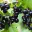 Ribes nigrum Titania