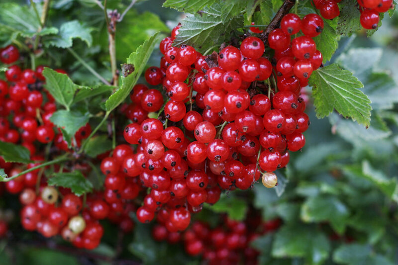 Ribes rubrum Jonkheer van Tets