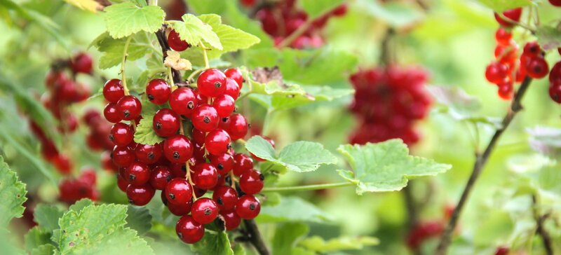 Ribes rubrum Rovada