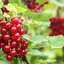 Ribes rubrum Rovada