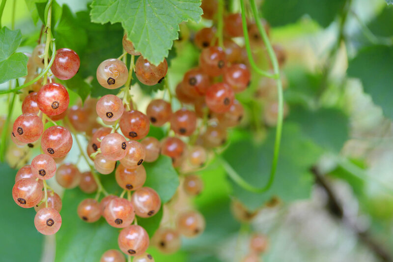 Ribes rubrum Gloire des Sablons 
