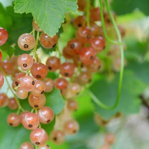 Ribes rubrum Gloire des Sablons 