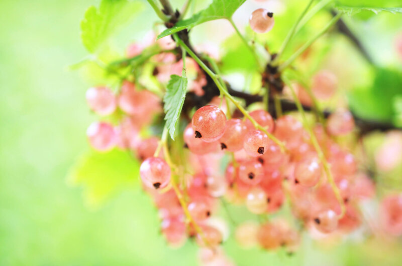 Ribes rubrum Gloire des Sablons 