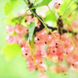 Ribes rubrum Gloire des Sablons 
