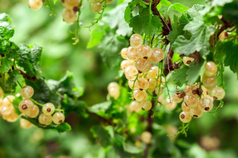 Ribes rubrum Weiße Versailler