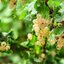 Ribes rubrum Weiße Versailler
