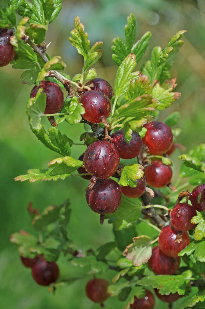 Ribes uva-crispa 'Captivator'