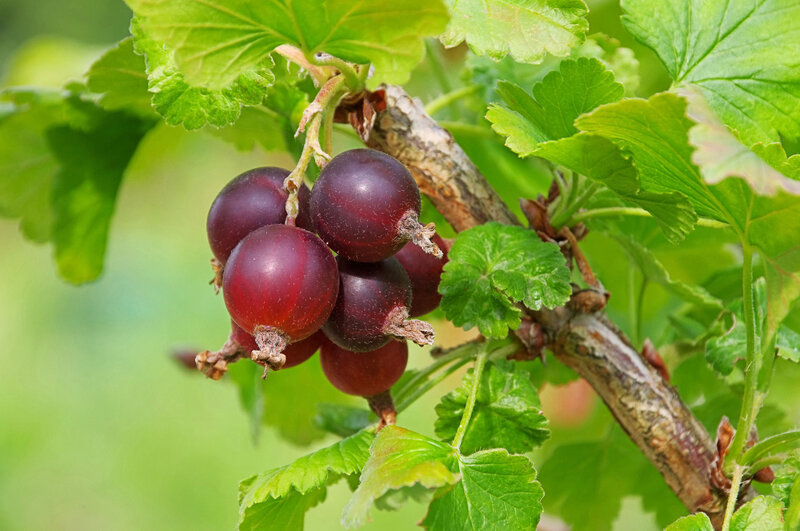 Ribes uva-crispa Hinnonmäki