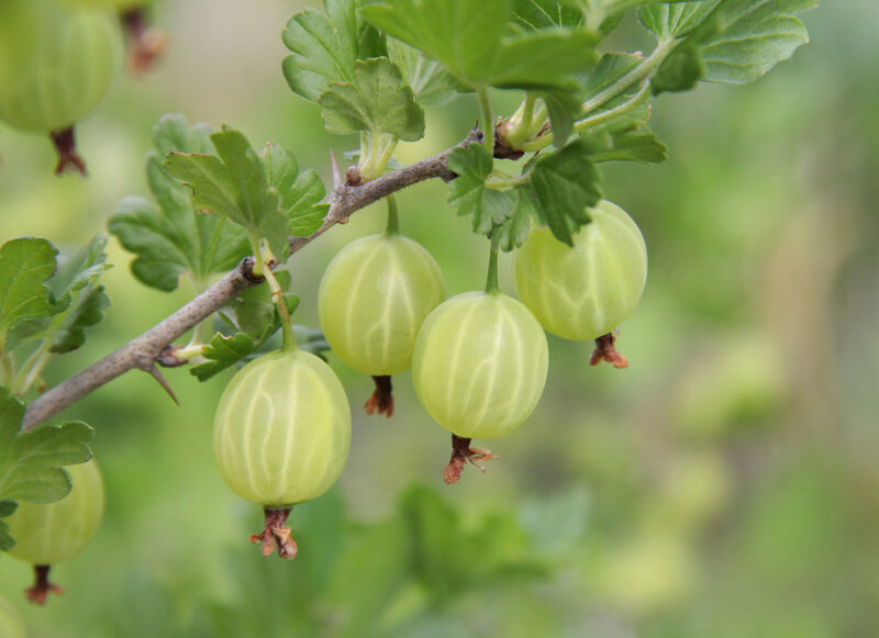Ribes uva-crispa Invicta