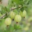 Ribes uva-crispa Invicta
