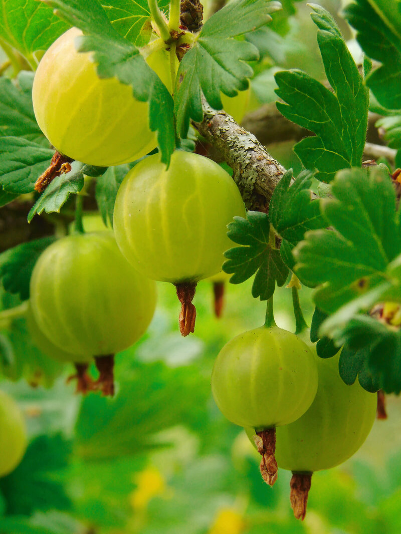 Ribes uva-crispa Tatjana