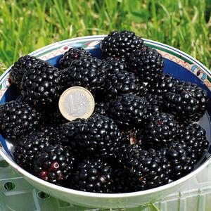 Rubus fruticosus Asterina