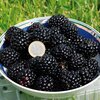 Rubus fruticosus Asterina