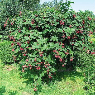 Rubus fruticosus Asterina