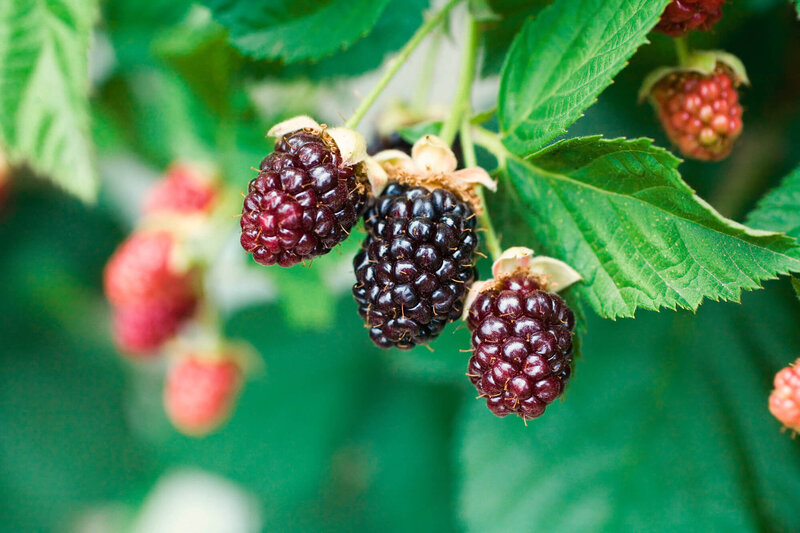 Rubus fruticosus Asterina
