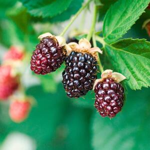 Rubus fruticosus Asterina