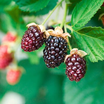 Rubus fruticosus Asterina