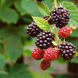 Rubus fruticosus  Loch Ness