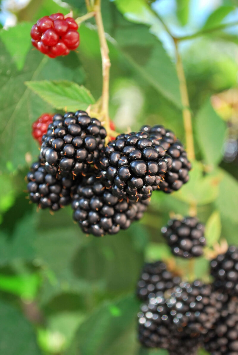 Rubus fruticosus Navaho
