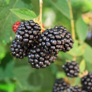 Rubus fruticosus Navaho