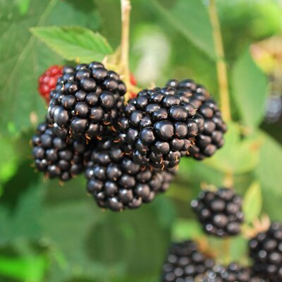 Rubus fruticosus Navaho