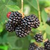 Rubus fruticosus Navaho