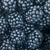 Rubus fruticosus Navaho