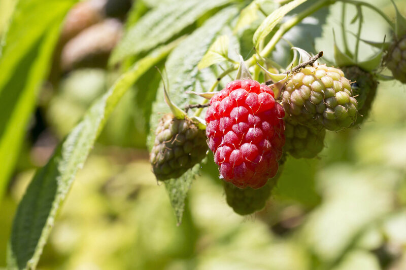 Rubus idaeus Tulameen