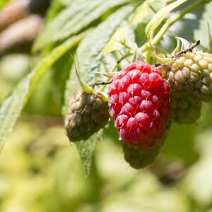 Rubus idaeus Tulameen