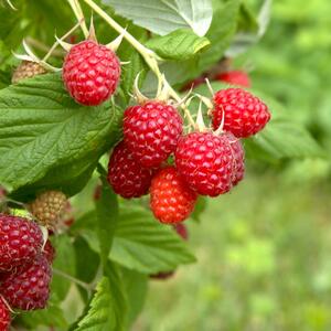 Rubus idaeus  Autumn Bliss