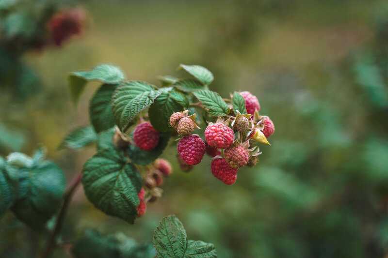 Rubus idaeus  Autumn Bliss