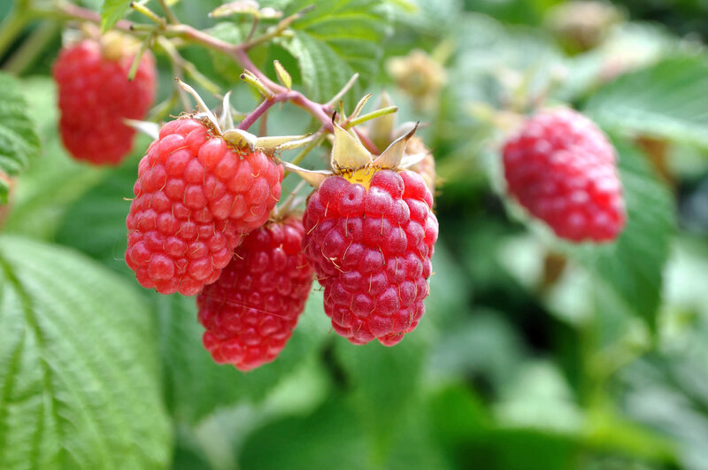 Rubus idaeus Himbo Top