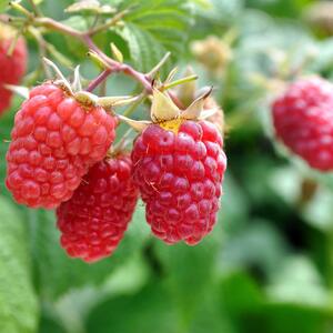 Rubus idaeus Himbo Top