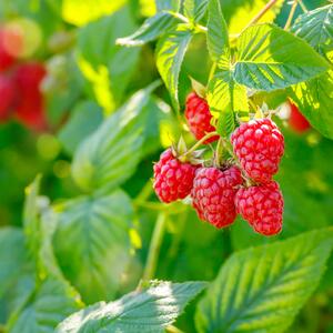 Rubus idaeus Himbo Top