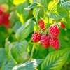 Rubus idaeus Himbo Top