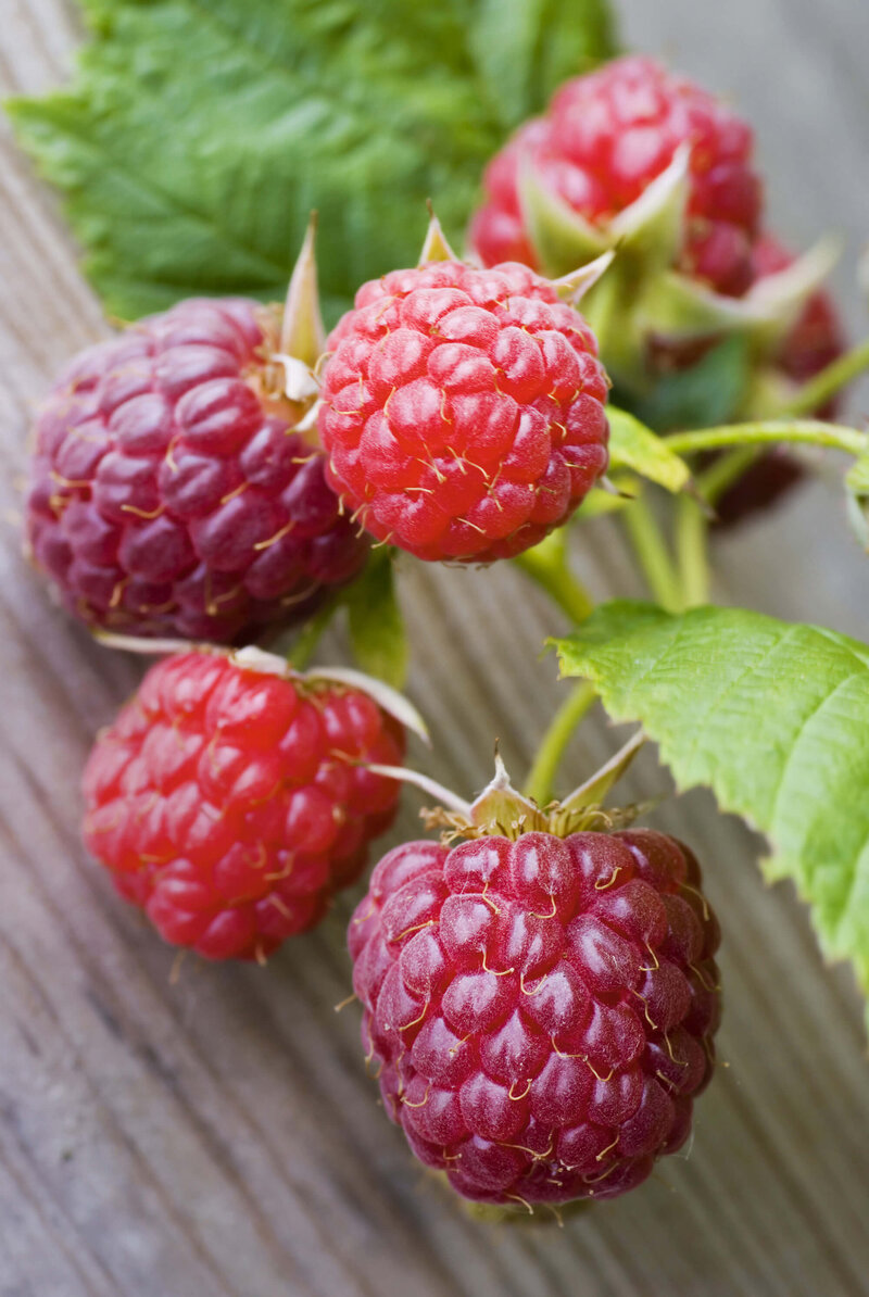 Rubus idaeus Summer Chef