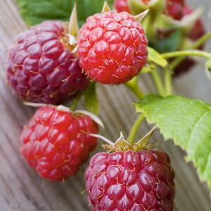 Rubus idaeus Summer Chef