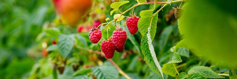 Rubus idaeus Summer Chef