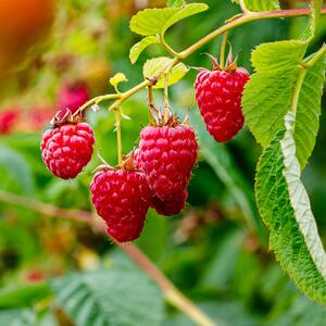 Rubus idaeus Summer Chef