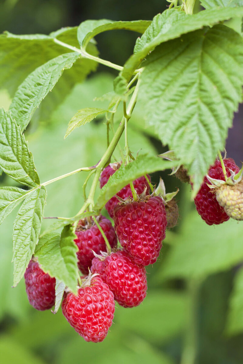 Rubus idaeus Willamette