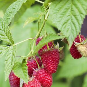 Rubus idaeus Willamette