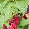 Rubus idaeus Willamette