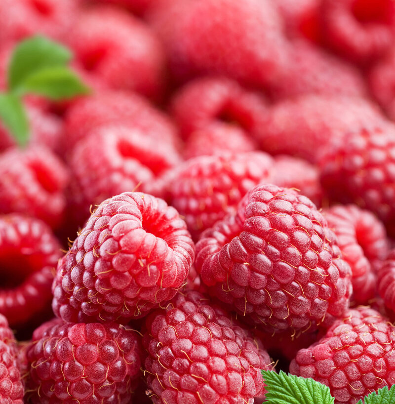 Rubus idaeus Willamette