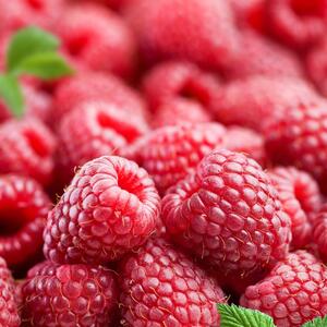 Rubus idaeus Willamette