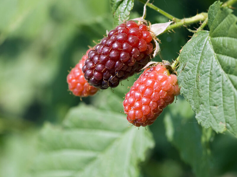 Rubus 'Tayberry Buckingam'